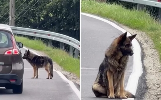 Lo abandonaron en una ruta y esperó dos semanas a que volvieran por él