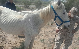 Secuestraron cinco animales sueltos sobre Ruta 141 en Caucete