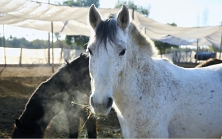 La protectora de caballos que atraviesa una crisis por deudas millonarias