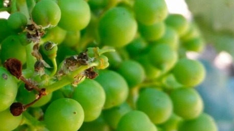 Aplicarán insecticidas mediante un avión para cuidar los cultivos de la lobesia botrana 