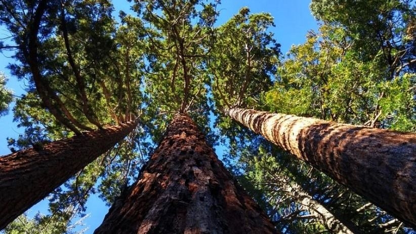 Municipio de Canadá reconoce derechos a los árboles