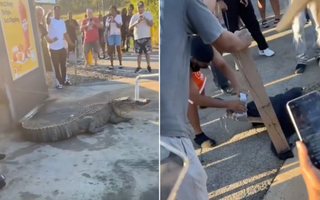 Capturaron un caimán en el estacionamiento de un McDonald’s
