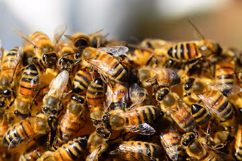 Hombre de 65 años muere tras ataque de enjambre de abejas