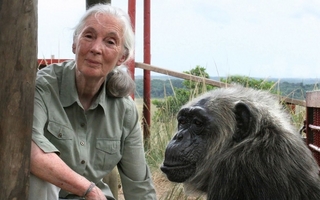 Adiós Jane Goodall, la mujer que nos enseñó que la empatía también tiene rostro animal