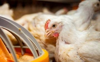 Argentina reactiva exportaciones avícolas tras brote de influenza