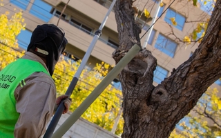 Conocé el cronograma de poda y corte de ramas en distintos barrios de Capital 
