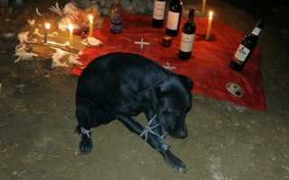 Por rituales y brujerías, suspenden adopciones de gatos y perros en octubre