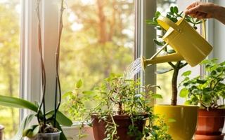 Consejos esenciales para proteger tus plantas del calor extremo