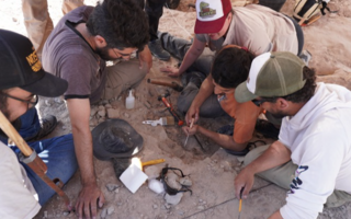 Más ciencia en tiempo real: comenzó el streaming de paleontología 