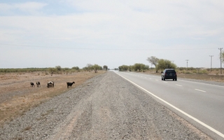  Hubo una reducción histórica de accidentes por animales sueltos en rutas de San Juan