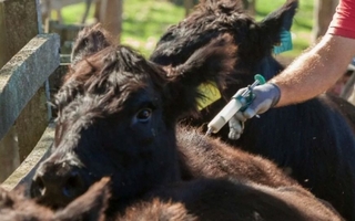 Comenzará la segunda campaña de vacunación contra la Fiebre Aftosa y Brucelosis