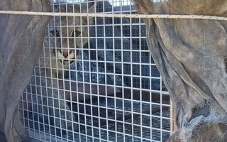 Rescatan un puma cachorro en Zonda: estaba deshidratado y con bajo peso