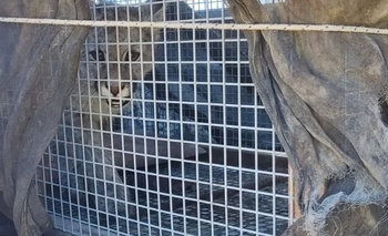Rescatan un puma cachorro en Zonda: estaba deshidratado y con bajo peso