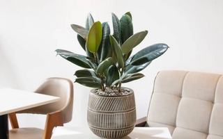 Plantas para regalar que son fáciles de cuidar 