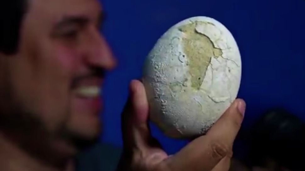 Patagonia: hallaron un huevo de dinosaurio carnívoro durante la expedición