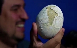 Descubren un huevo de dinosaurio carnívoro en la Patagonia