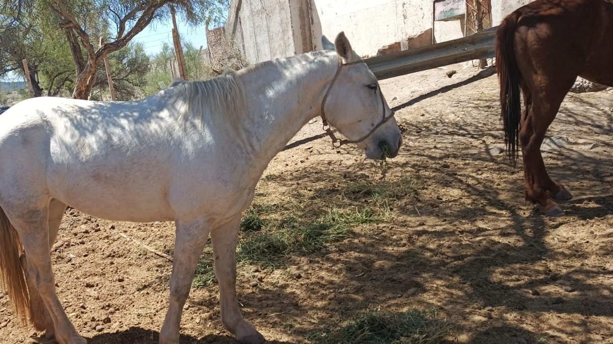 La yegua fue reconocida por su dueño y fue restituida.