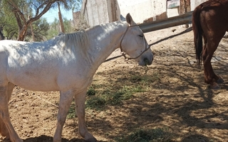 Lo detuvieron con dos equinos, no pudo justificar propiedad porque eran robados