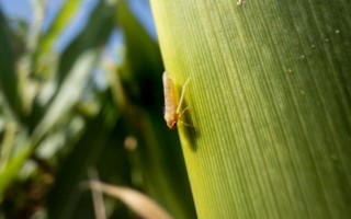 Retracción de la chicharrita impulsa la siembra de maíz