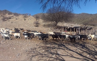 Manos rurales que resisten: el operativo que acompaña a los puesteros de Valle Fértil