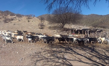 Manos rurales que resisten: el operativo que acompaña a los puesteros de Valle Fértil