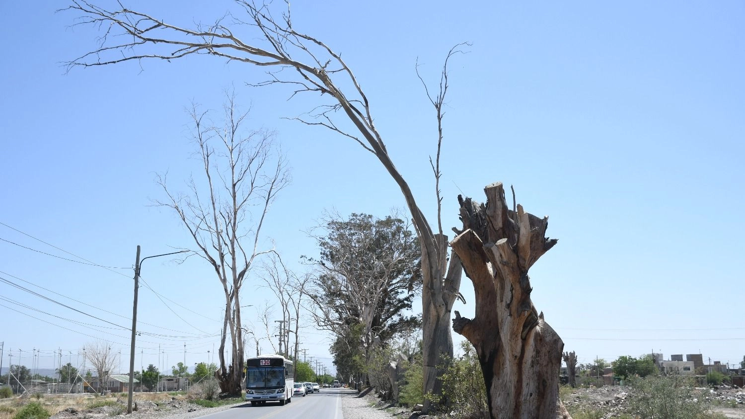 Denuncian que los eucaliptus secos ponen en riesgo a peatones y automovilistas