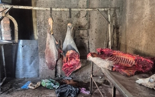 Descubrieron un foco de infección, faenaban equinos y vendían su carne en condiciones insalubres