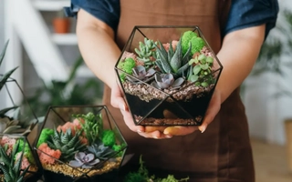Cinco plantas ideales para regalar en el Día de la Madre