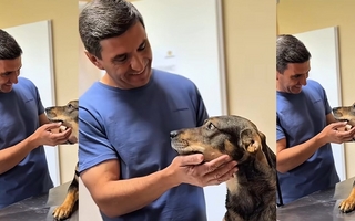 Centros veterinarios gratuitos: el proyecto que Andino quiere llevar al Congreso