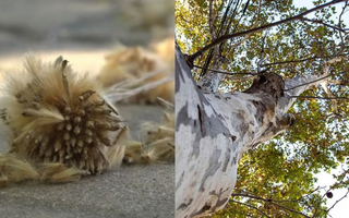 Aumentan los casos de alergia al plátano durante la floración del árbol