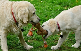Estudio revela que perros pueden mostrar conductas adictivas