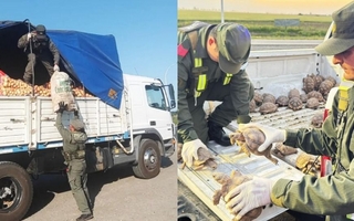 Un operativo frenó un insólito contrabando de aves y tortugas en bolsas de cebolla