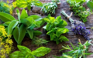 Plantas que perfuman tu hogar naturalmente