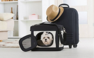 Vacaciones con mascotas: todo lo que debés saber para un viaje seguro 