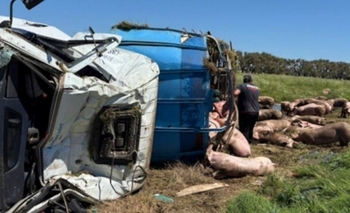 Caos y saqueo en una ruta tras el vuelco de un camión con cerdos