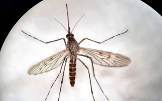 Detectan mosquitos por primera vez en Islandia, evidenciando adaptación al frío
