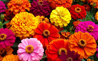Flores de verano: tres plantas fáciles de cultivar a partir de noviembre