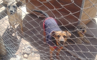 Un refugio de animales pide colaboración para alimentar a perros y gatos 