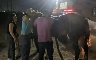 Bomberos rescataron a un caballo que había caído a un pozo con agua