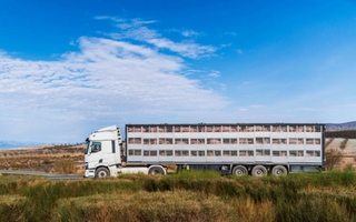 Senasa refuerza control en transporte animal