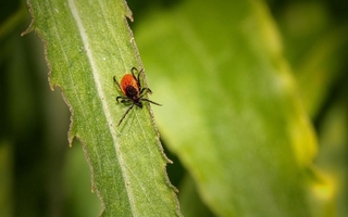 Qué plantas hay que tener para estar libre de pulgas y garrapatas