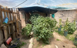 Allanaron una casa y hallaron un invernadero con 48 plantas de marihuana