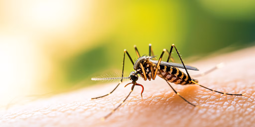 Científicos desarrollan un hongo modificado que atrae y elimina mosquitos