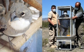 20 aves nativas regresaron a la vida silvestre tras rehabilitación de Ambiente