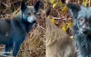 Aparecieron tres perros con pelaje completamente azul en Chernóbil