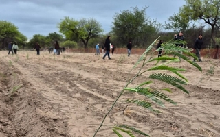 Mientras el agua escasea, la esperanza brota: alumnos plantan 190 algarrobos producidos en la Escuela 