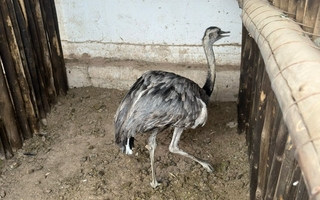 Una familia tenía un ñandú en el patio de su casa y fue rescatado por la Policía Rural