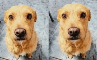 Denuncias a la dueña de un perro agresivo revelaron un grave caso de maltrato