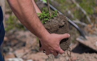 San Juan invita a instituciones a plantar árboles: extendieron el plazo hasta diciembre