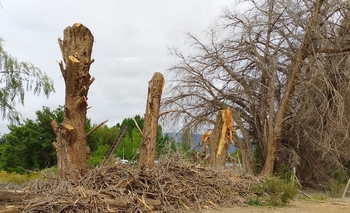 Zonda: piden al municipio que retire los restos de una tala y reforeste la zona